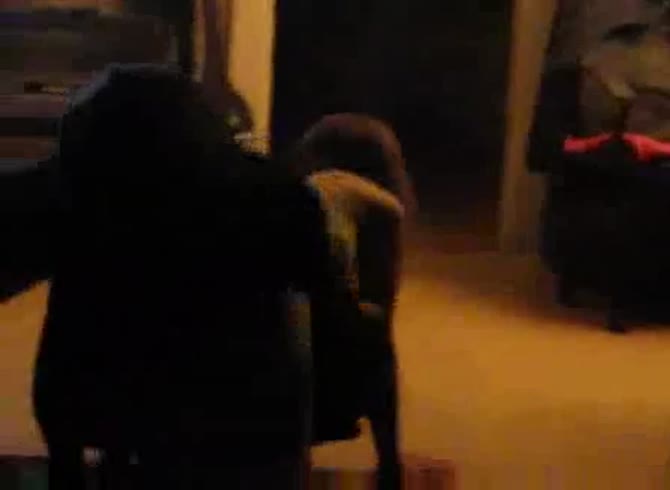 Video :Amateur babe got fucked from behind by dog xxx